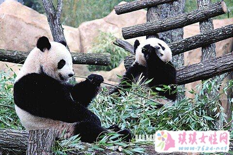 梦见熊猫