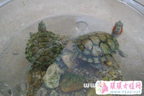 梦见乌龟在水里游