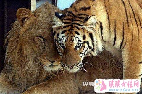 梦见狮子老虎