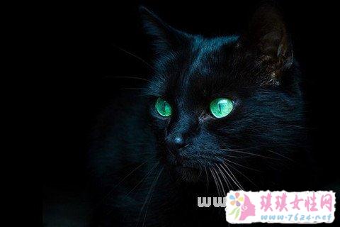 梦见浑身是血的黑猫