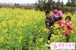 梦见遍地菜花