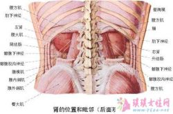 梦见动物内脏