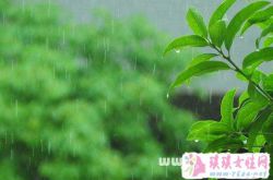 梦见春天细雨