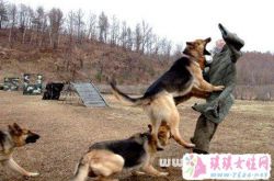 梦见狂犬病