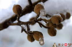 梦见下雪化成了水