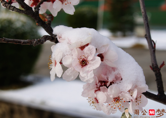 梦见下雪和桃花