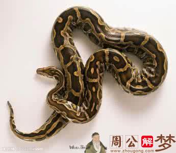 蛇4.jpg