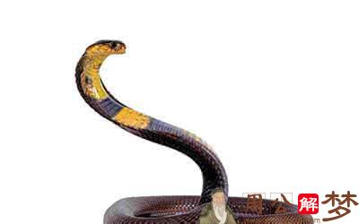 蛇6.jpg