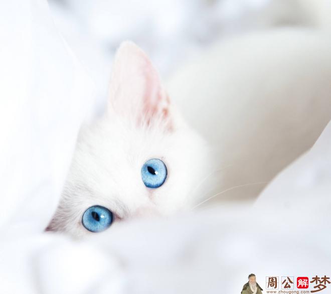 梦见白猫跟着我