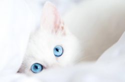 梦见白猫跟着我