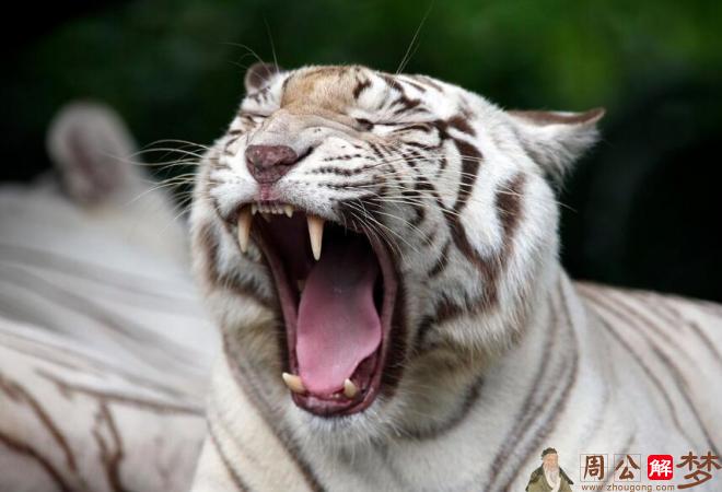 梦见和白老虎说话