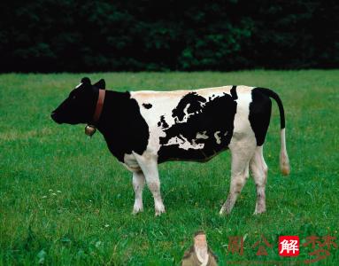 梦见奶牛在吃草