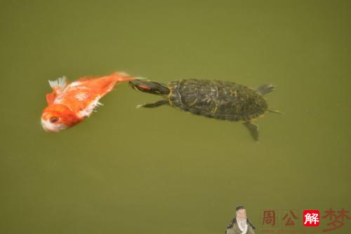 梦见乌龟在吃鱼
