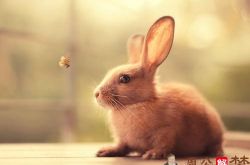 梦见小兔子在屋里