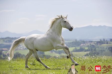 梦见骑白马奔跑
