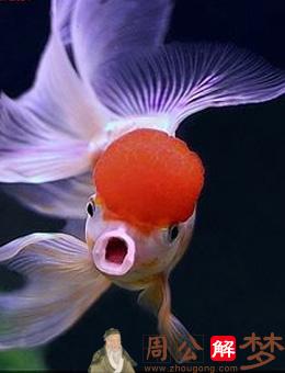 梦见吃饭碗里有一条红色的活金鱼