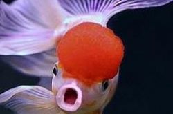 梦见吃饭碗里有一条红色的活金鱼