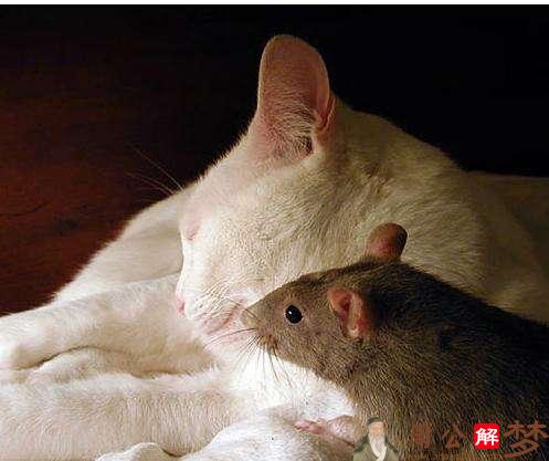梦见两只黑色的老鼠在窗台上看我