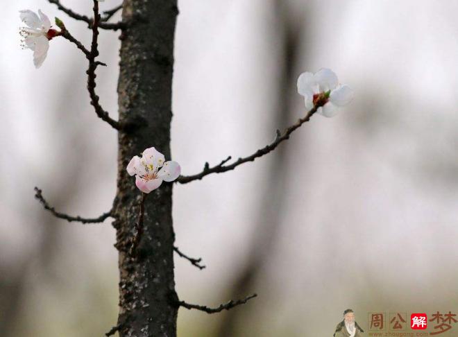 梦见鱼在树枝上