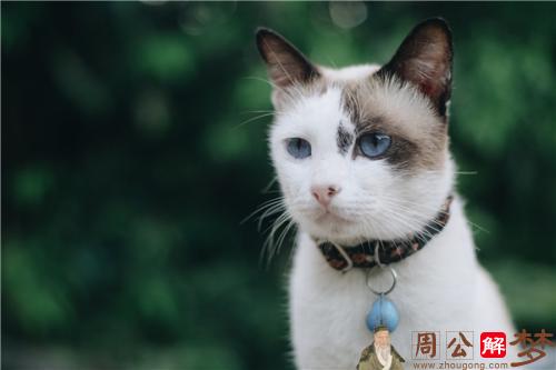 梦见猫，八脚的蛇或青蛙