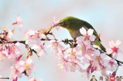 梦见花和鸟