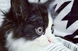 梦见黑白花猫