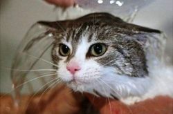 梦见给猫洗澡
