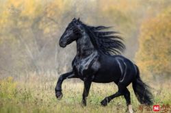 梦见一匹高大的黑色的马俯身让我骑