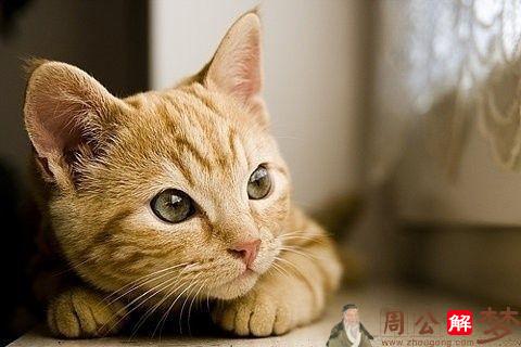 梦见与猫一起睡觉