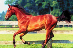 梦见一匹枣红色的马