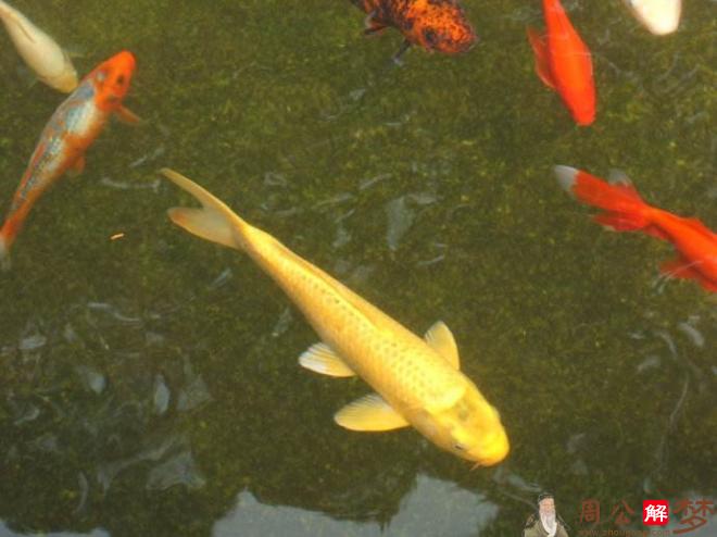 梦见一条金色的鲤鱼