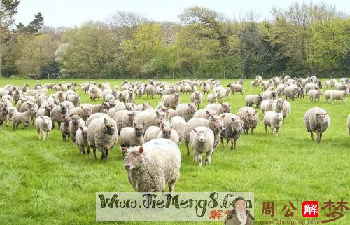 孕妇梦见一群羊