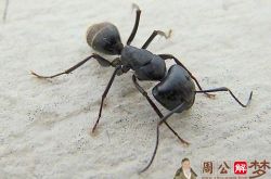 梦见很多黑蚂蚁