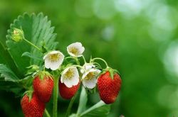 梦见摘草莓