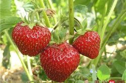 梦见偷摘草莓被发现