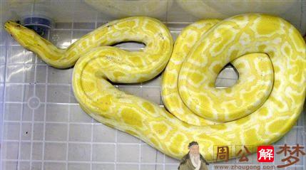 梦见金黄色大蟒蛇
