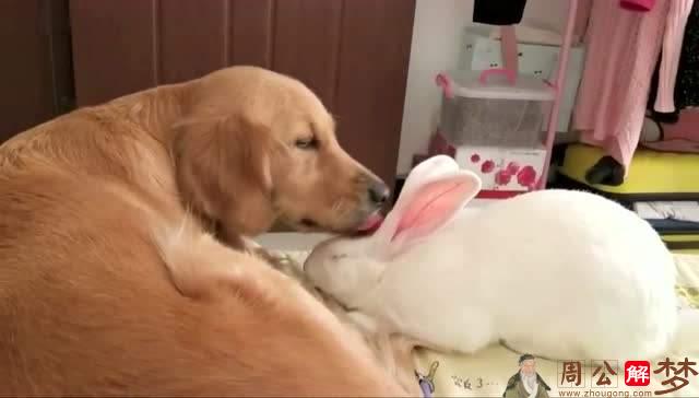 梦见兔子和狗一起玩