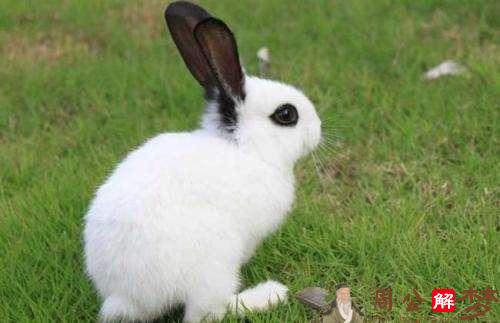 梦见兔子：怀中抱兔，生活富有