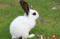 梦见兔子：怀中抱兔，生活富有