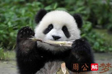 怀孕了梦见大熊猫