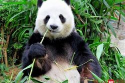 怀孕梦见大熊猫找不到了