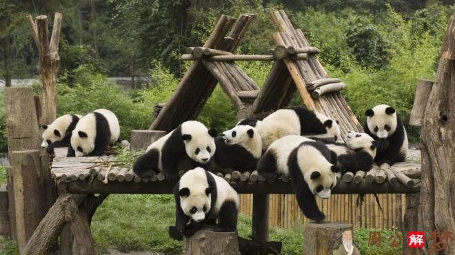 怀孕梦见一群大熊猫