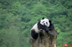 孕妇梦见大熊猫产子