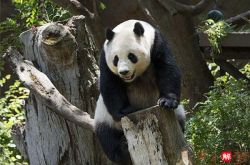 怀孕梦见熊猫是胎梦吗
