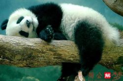 孕妇梦见大熊猫