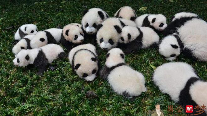 孕妇做梦梦到熊猫宝宝
