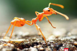 我梦见自已养了很多蚂蚁，长的也大。