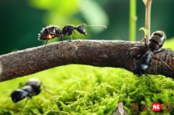 梦见蚂蚁爬在自己腿上