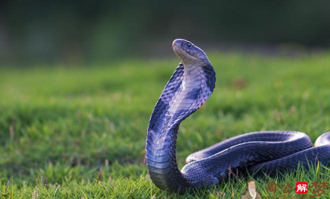 梦见大蛇是什么预兆