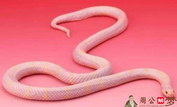 梦见粉红色大蟒蛇